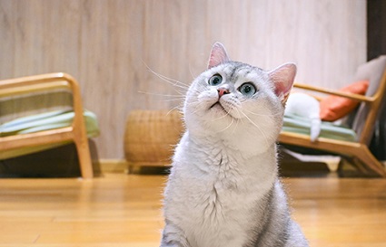 怎么才能拍出猫猫的可爱？沈阳摄影学校