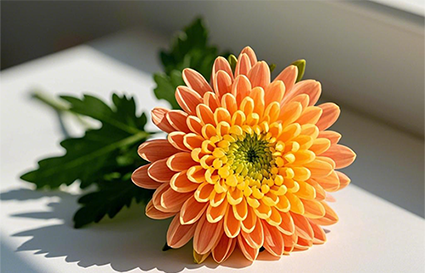 沈阳摄影学校_菊花的拍摄技巧