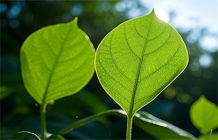 新手如何学习逆光拍摄？沈阳摄影学校