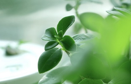 怎么拍好植物？沈阳摄影学校分享技巧