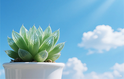 沈阳摄影学校：如何把多肉拍成会呼吸的小胖子